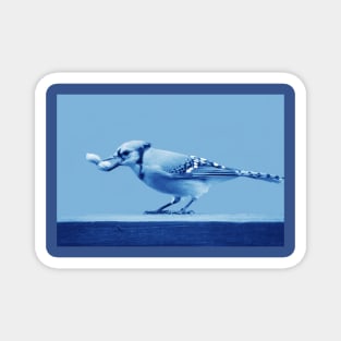 Blue Jay Magnet