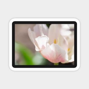 White and rose tulip Magnet