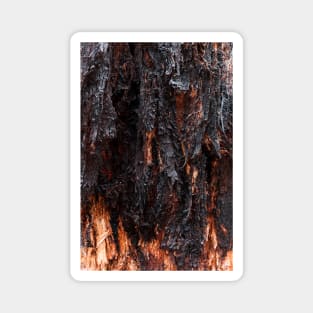 Vibrant Tree Oozing Sap From Trunk - Alternative VI Magnet