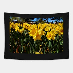 Daffodils in Spring Tapestry