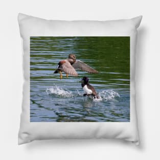 Gadwall V's Tufted Duck Pillow