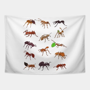 Many different species of ants Tapestry