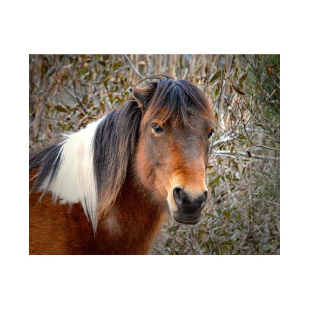 Assateague Island Pony Patricia Irene by Swartwout