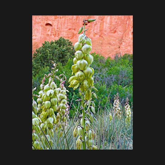 Garden of the Gods Flora Study 2 by bobmeyers