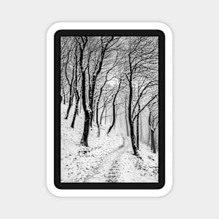 Winter Trees in Mist and Snow Magnet