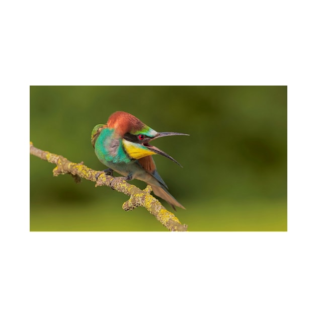 Bee Eater by kawaii_shop