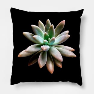 Graptosedum Francesco Baldi Pillow