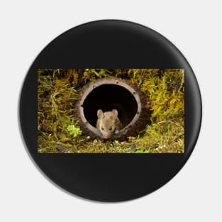 George the mouse in a log pile House - coconut shell house Pin