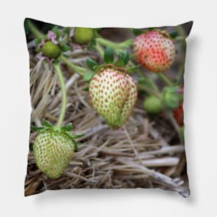 Ripening Strawberries Photograph Pillow