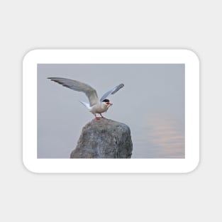 Common Tern Magnet