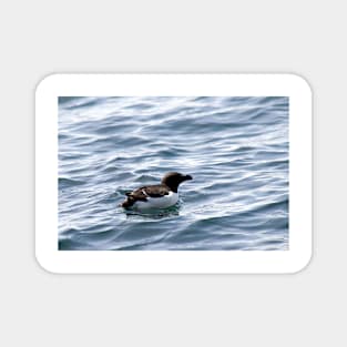 Razorbill out at sea Magnet