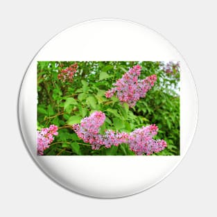 Lilac Bush Pin