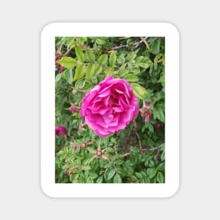 Deep pink roses on a shrub. Magnet