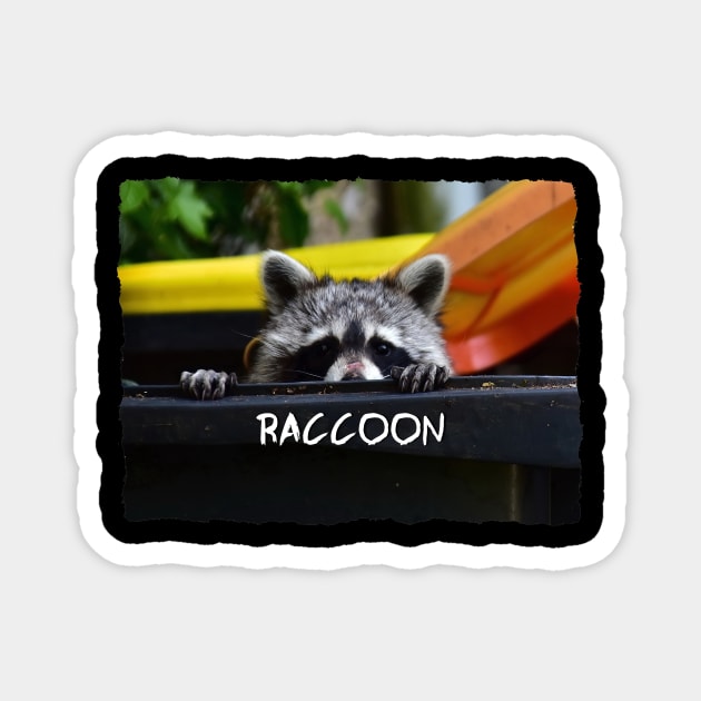 Raccoon Magnet by DeVerviers