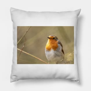 Robin looking up Pillow