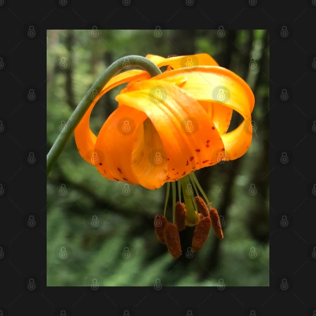 The Light Lantern of the Tiny Orange Forest Lily by Photomersion