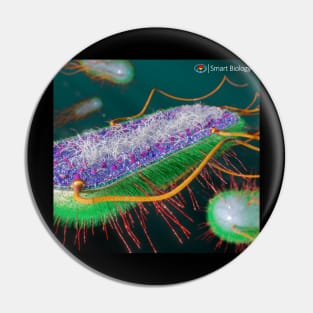 E.coli Cross-Section Pin