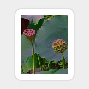 Alchemia, Lotus Seed heads (Just the Two of Us) Magnet