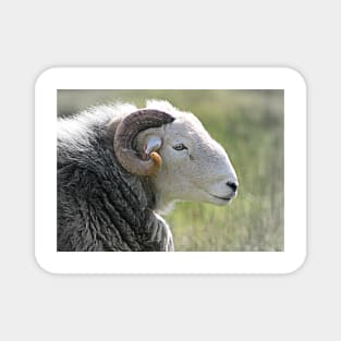 Herdwick Ram Magnet