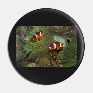 Canada. Vancouver, BC. Aquarium. Clown fish. Pin