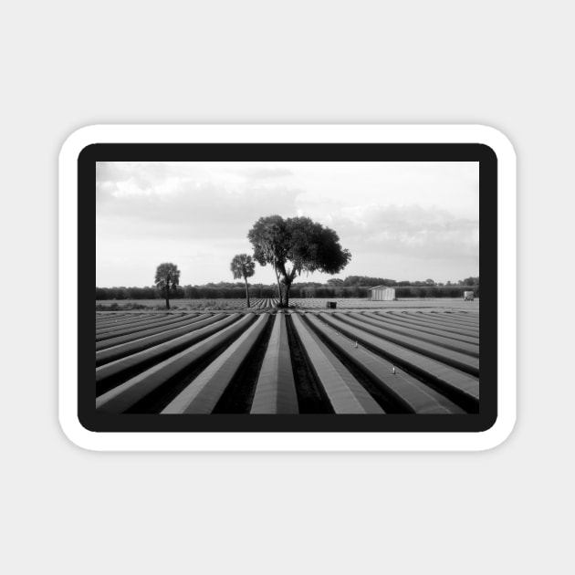 FARMLAND Magnet by dltphoto