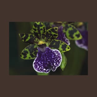 Dramatic Zygopetalum Orchid T-Shirt