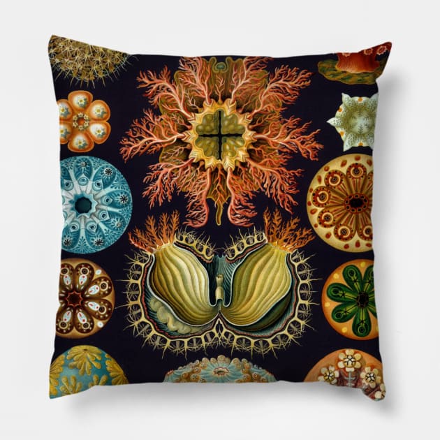 Ascidiae by Ernst Haeckel Pillow by MasterpieceCafe