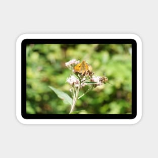 Bee And Moth On Water Hemp Flower Magnet