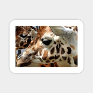 African Giraffe Amelopardalis Giraffa Magnet