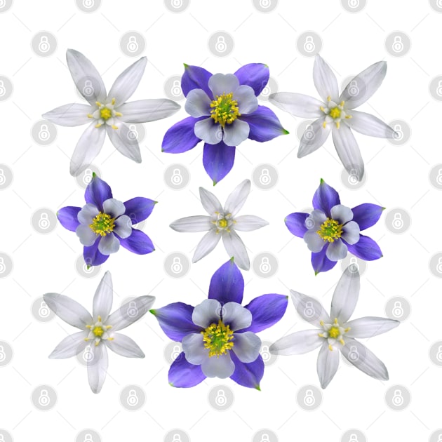 Star Of Bethlehem And Colorado Blue Columbine Pattern by DesignMore21