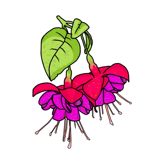 Fuchsia flowers by Amalus-files