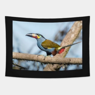 Plate-billed mountain toucan Tapestry