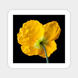 Lovely Yellow Iceland Poppy Magnet