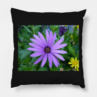 Cape Daisy Pillow