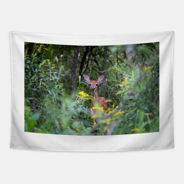 Fawn Hiding - White tailed deer Tapestry by Jim Cumming