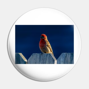 Red House Finch Pin