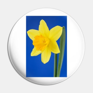 Narcissus  &#39;Armada&#39;   Division 2 Large-cupped Daffodil Pin