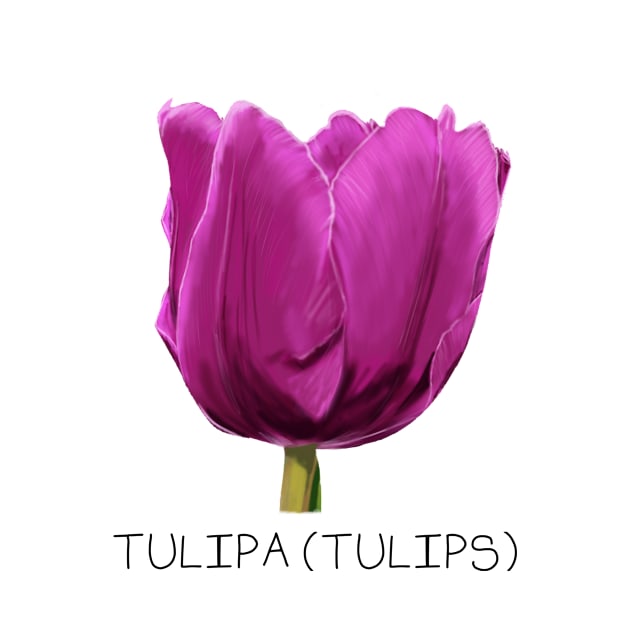 Purple Tulip Genus Print by DesignsBySaxton