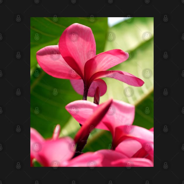 plumeria-flowers-frangipani-floral-red-petals-shirtyshirto-45 by Shirty.Shirto