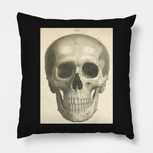 Bones of the Skull from the Front Pillow