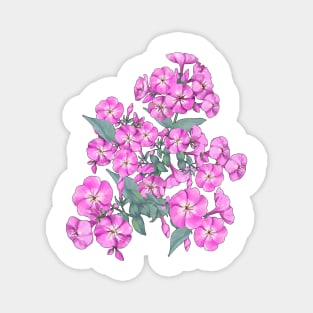 Pink Phlox - Bouquet of beautiful Phloxes Magnet