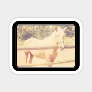 Retro Palomino Horse at Fence Magnet