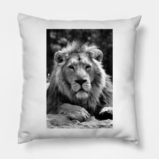 Asiatic Lion Panthera Leo Persica Big Cat Male Pillow