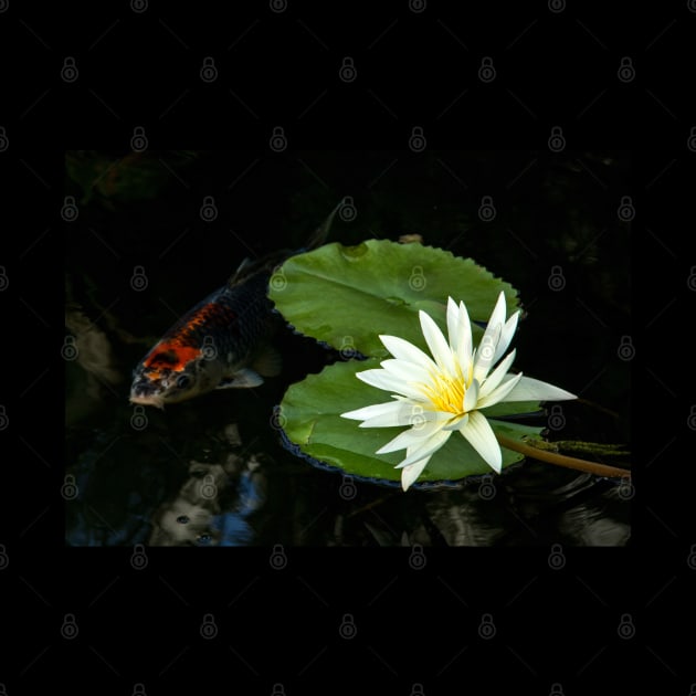 Meditation Wall Art Print - Water Lily and fish Meditation - canvas, Photo print, artboard print, poster Canvas Print by DigillusionStudio