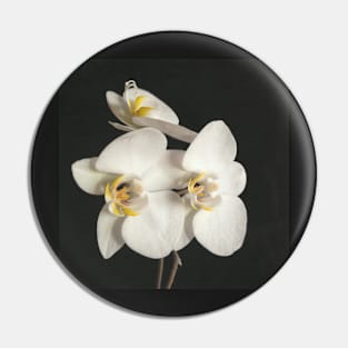 Black and White Orchid II Pin