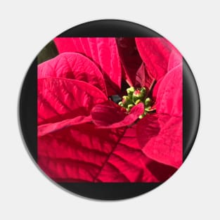 Red Poinsettia for Peace, Joy, Harmony and a Joyous Christmas Pin