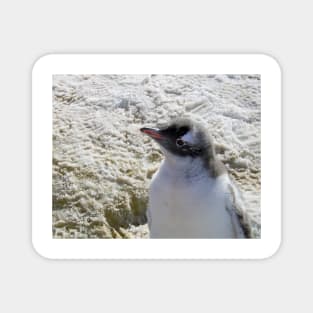 Gentoo penguin chick Magnet