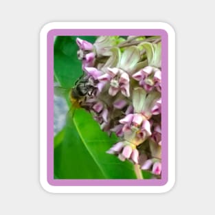 Honeybee On A Milkweed Magnet