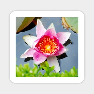 Pink Water Lilly Magnet