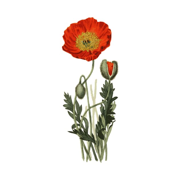 Vintage Red Poppy Flowers by PaperMoonGifts